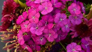 Preview wallpaper dianthus barbatus, barbatus, flowers, petals, pink