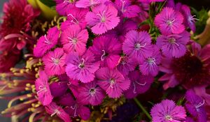 Preview wallpaper dianthus barbatus, barbatus, flowers, petals, pink