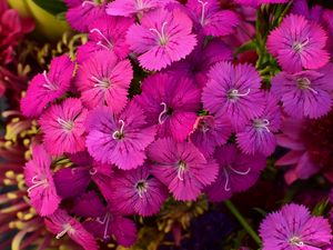 Preview wallpaper dianthus barbatus, barbatus, flowers, petals, pink