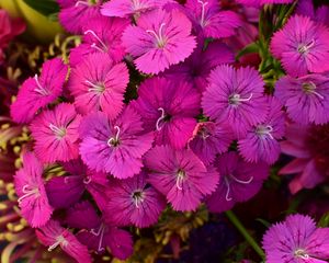 Preview wallpaper dianthus barbatus, barbatus, flowers, petals, pink