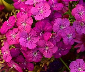 Preview wallpaper dianthus barbatus, barbatus, flowers, petals, pink