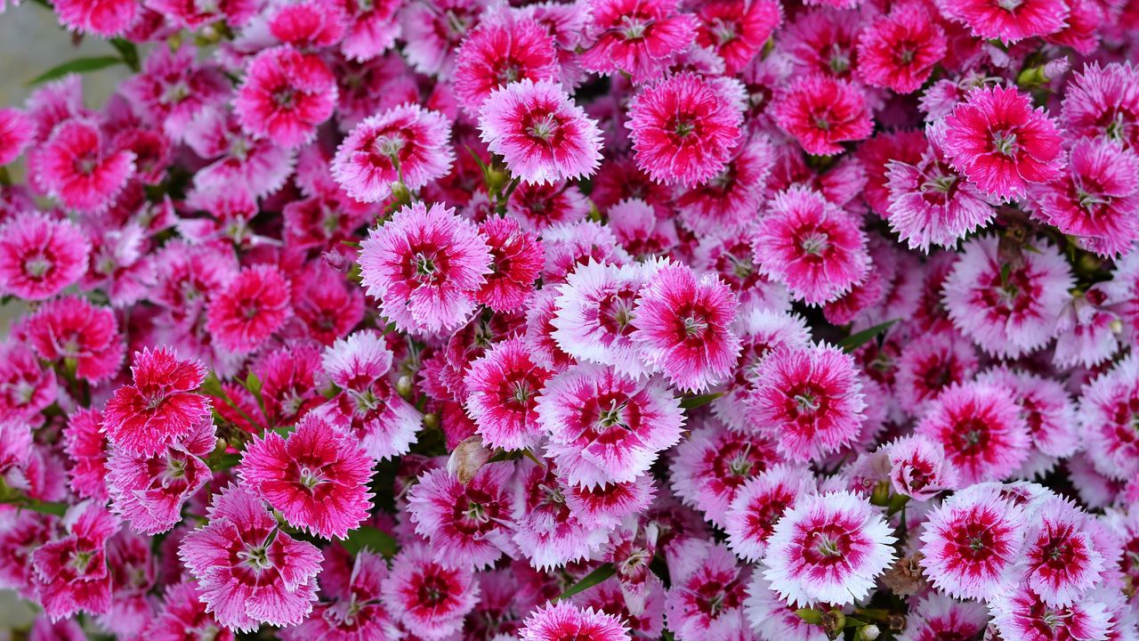 Wallpaper dianthus barbatus, dianthus, flowers, pink