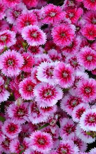 Preview wallpaper dianthus barbatus, dianthus, flowers, pink