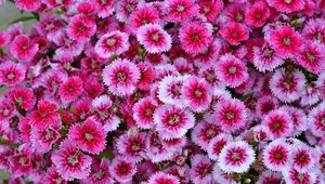 Preview wallpaper dianthus barbatus, dianthus, flowers, pink