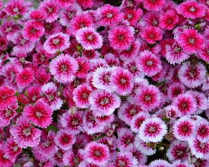 Preview wallpaper dianthus barbatus, dianthus, flowers, pink