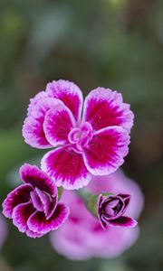 Preview wallpaper dianthus caryophyllus, carnation, flowers, petals, blur