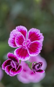 Preview wallpaper dianthus caryophyllus, carnation, flowers, petals, blur