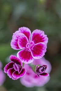 Preview wallpaper dianthus caryophyllus, carnation, flowers, petals, blur