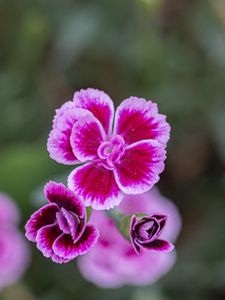 Preview wallpaper dianthus caryophyllus, carnation, flowers, petals, blur