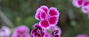 Preview wallpaper dianthus caryophyllus, carnation, flowers, petals, blur