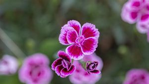 Preview wallpaper dianthus caryophyllus, carnation, flowers, petals, blur