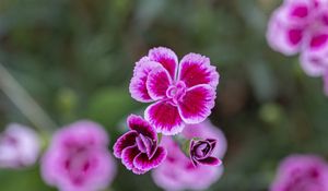 Preview wallpaper dianthus caryophyllus, carnation, flowers, petals, blur