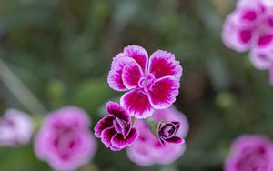 Preview wallpaper dianthus caryophyllus, carnation, flowers, petals, blur