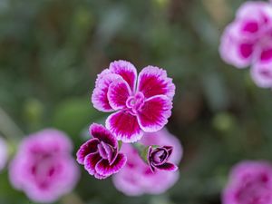 Preview wallpaper dianthus caryophyllus, carnation, flowers, petals, blur