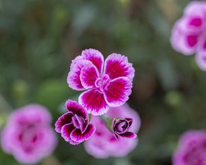 Preview wallpaper dianthus caryophyllus, carnation, flowers, petals, blur