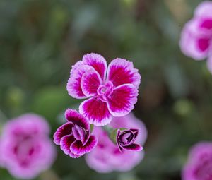 Preview wallpaper dianthus caryophyllus, carnation, flowers, petals, blur