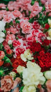 Preview wallpaper dianthus, flowers, bouquet, colorful