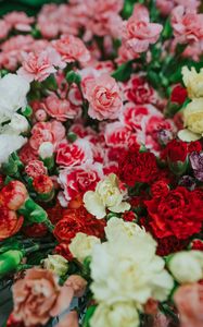 Preview wallpaper dianthus, flowers, bouquet, colorful