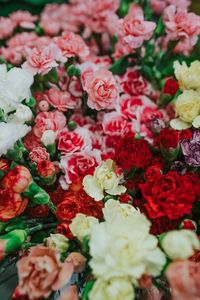 Preview wallpaper dianthus, flowers, bouquet, colorful