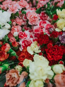 Preview wallpaper dianthus, flowers, bouquet, colorful