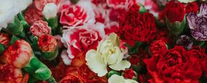 Preview wallpaper dianthus, flowers, bouquet, colorful