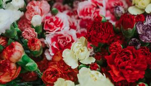 Preview wallpaper dianthus, flowers, bouquet, colorful