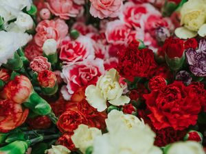 Preview wallpaper dianthus, flowers, bouquet, colorful