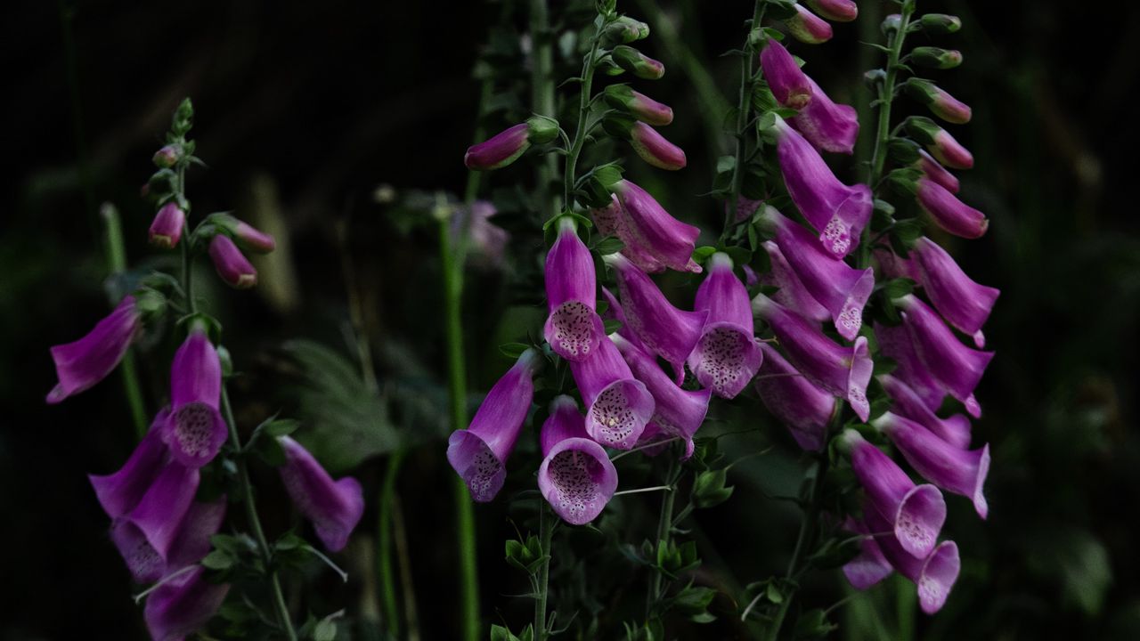 Wallpaper digitalis, flower, bloom, plant