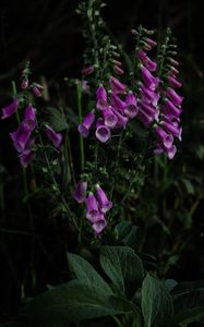 Preview wallpaper digitalis, flower, bloom, plant