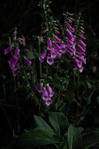 Preview wallpaper digitalis, flower, bloom, plant