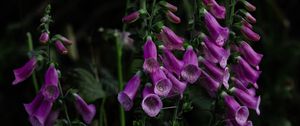 Preview wallpaper digitalis, flower, bloom, plant