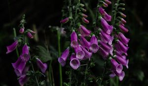 Preview wallpaper digitalis, flower, bloom, plant