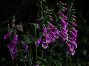 Preview wallpaper digitalis, flower, bloom, plant