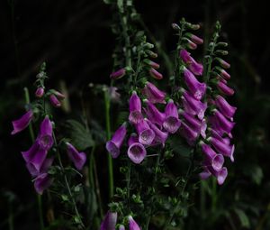 Preview wallpaper digitalis, flower, bloom, plant