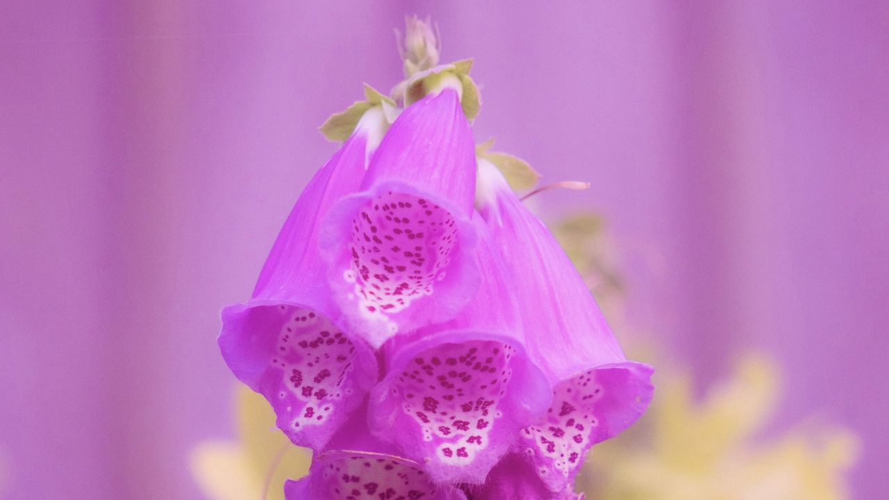 Wallpaper digitalis, flower, purple, blur