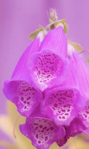 Preview wallpaper digitalis, flower, purple, blur