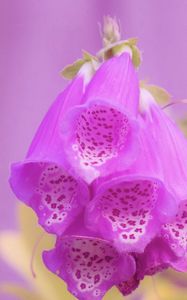 Preview wallpaper digitalis, flower, purple, blur