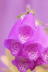 Preview wallpaper digitalis, flower, purple, blur