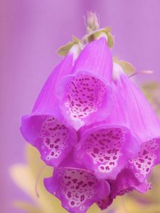 Preview wallpaper digitalis, flower, purple, blur