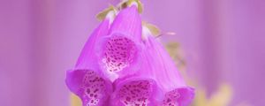 Preview wallpaper digitalis, flower, purple, blur