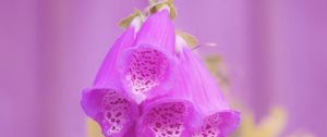 Preview wallpaper digitalis, flower, purple, blur