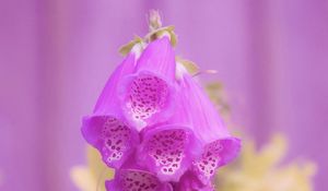 Preview wallpaper digitalis, flower, purple, blur