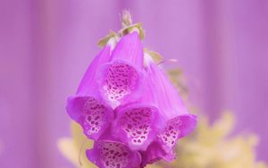 Preview wallpaper digitalis, flower, purple, blur