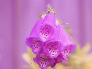 Preview wallpaper digitalis, flower, purple, blur