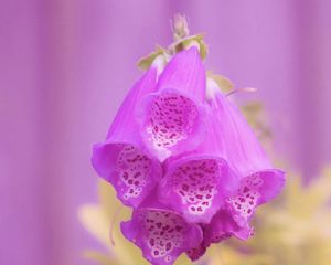 Preview wallpaper digitalis, flower, purple, blur