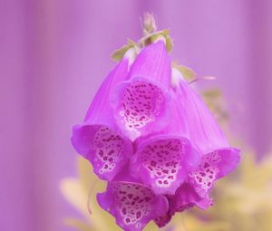 Preview wallpaper digitalis, flower, purple, blur