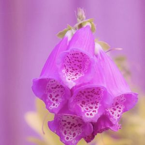 Preview wallpaper digitalis, flower, purple, blur