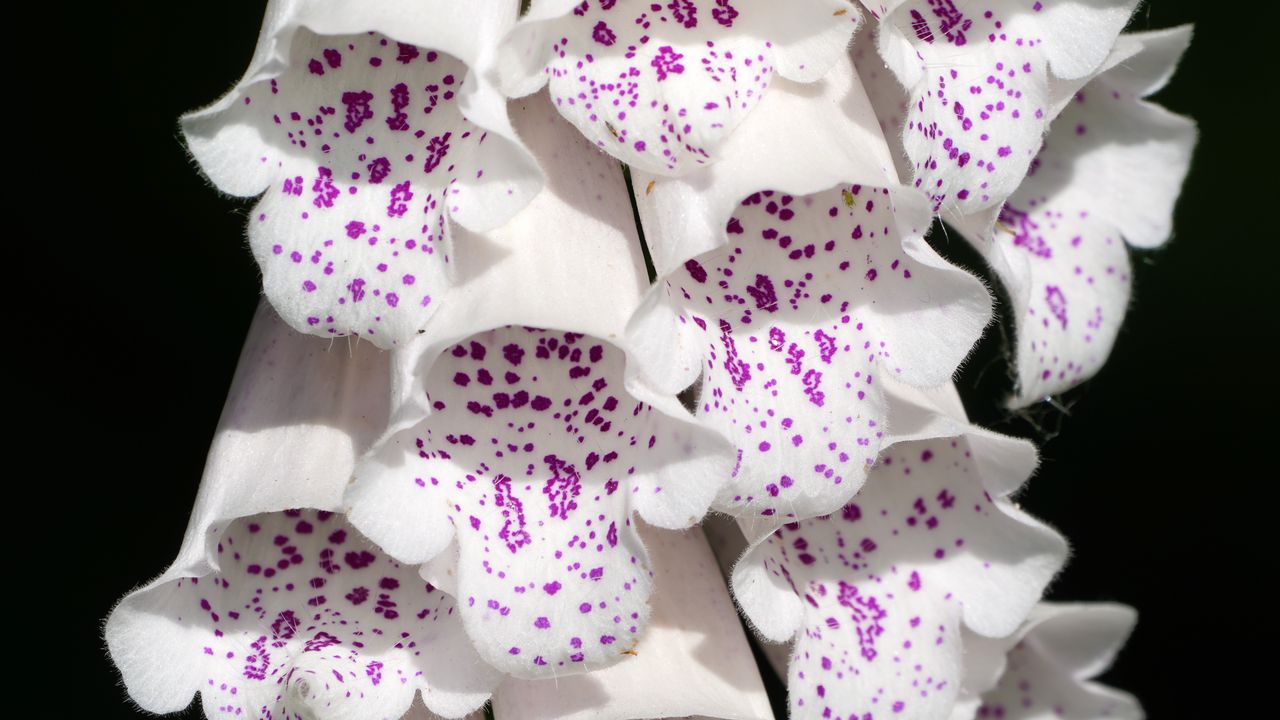 Wallpaper digitalis, flowers, white, purple, buds