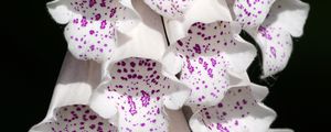 Preview wallpaper digitalis, flowers, white, purple, buds