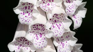Preview wallpaper digitalis, flowers, white, purple, buds